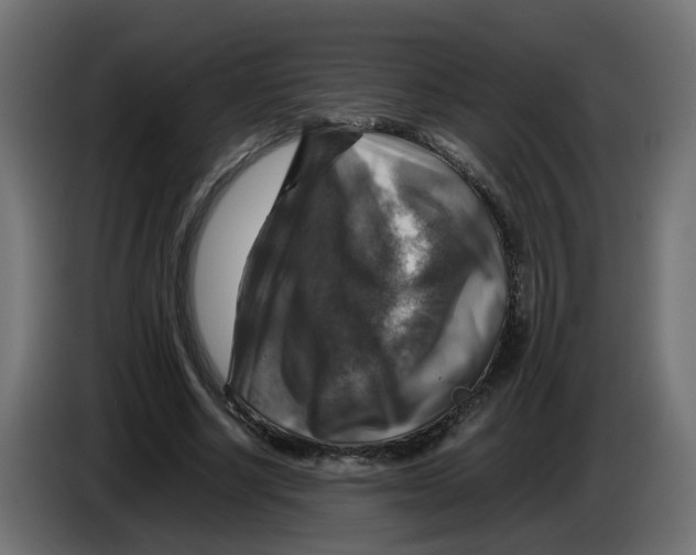 X0000083560634200703021719