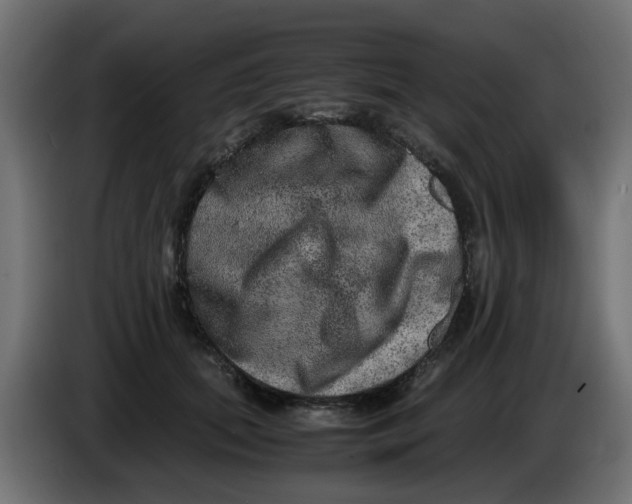 X0000083560655200703021720