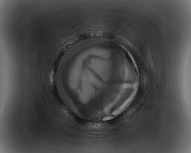 X0000083560661200703021720