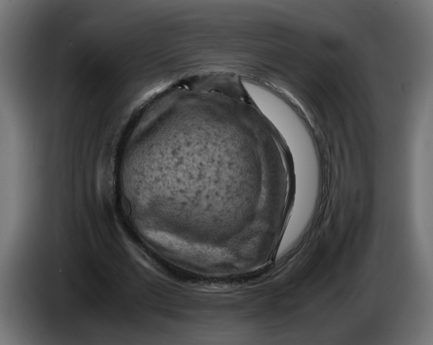 X0000083560677200703021719