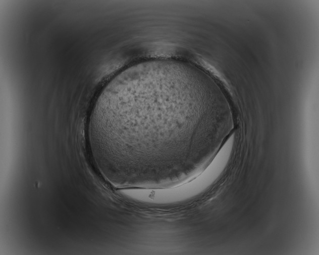 X0000083560681200703021719