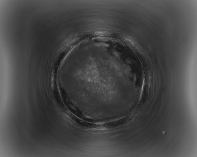 X0000083560696200703021719