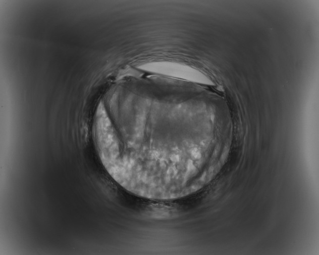 X0000083560703200703021719