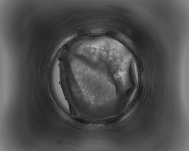 X0000083560725200703021717