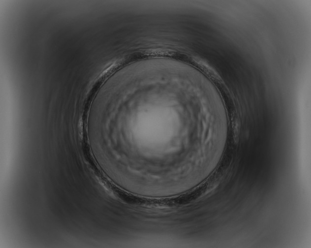 X0000083560729200703021718