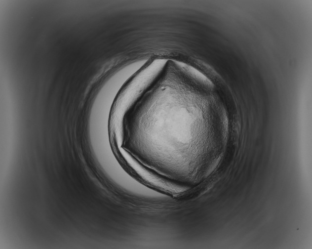 X0000083560734200703021718