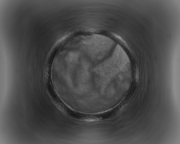 X0000083560736200703021718