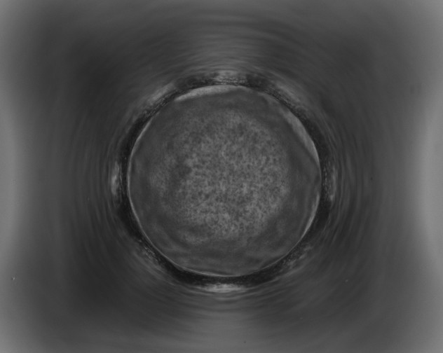 X0000083560748200703021718