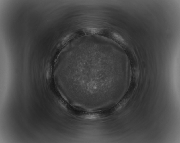 X0000083560760200703021718