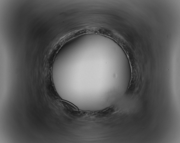 X0000083560773200703021717