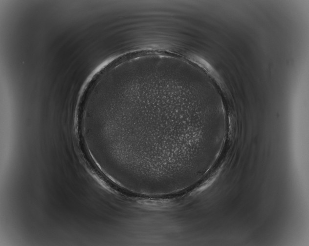 X0000083560780200703021717