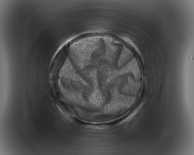 X0000083560781200703021717