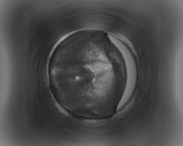 X0000083560792200703021717