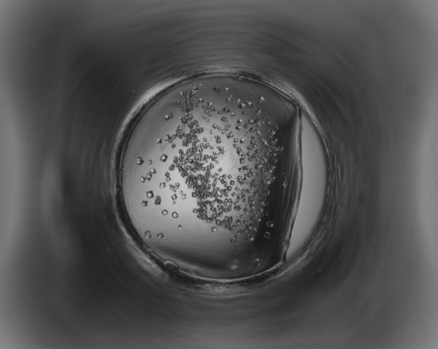 X0000083560795200703021717