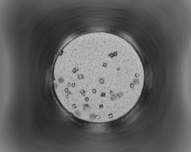 X0000083560810200703021717