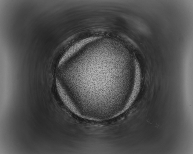 X0000083560821200703021716