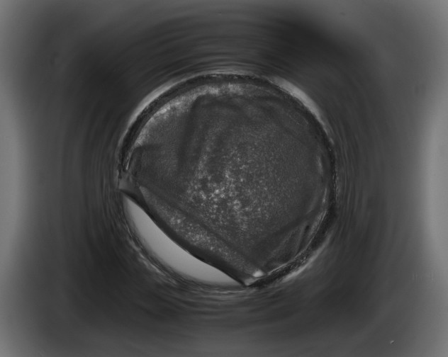 X0000083560829200703021716