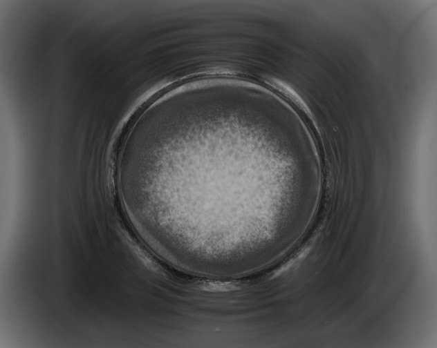 X0000083560835200703021716