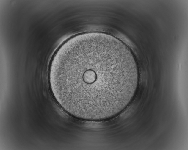 X0000083560836200703021716