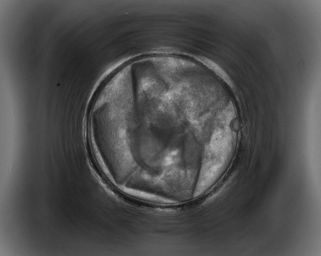 X0000083560839200703021716