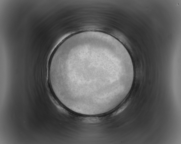 X0000083560844200703021716