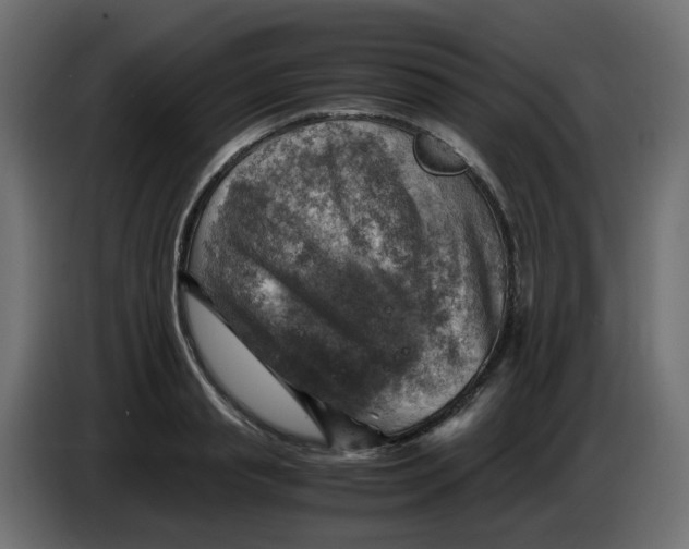 X0000083560845200703021716