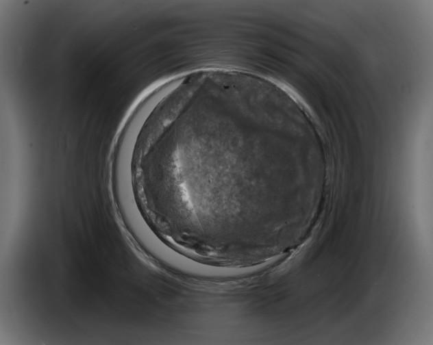 X0000083560854200703021716