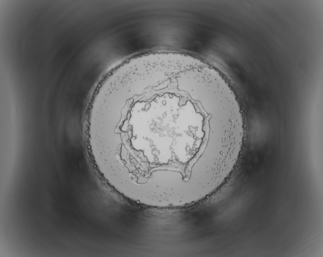 X0000083560856200703021716