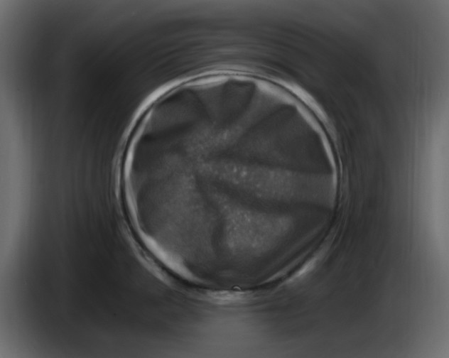 X0000083560862200703021716