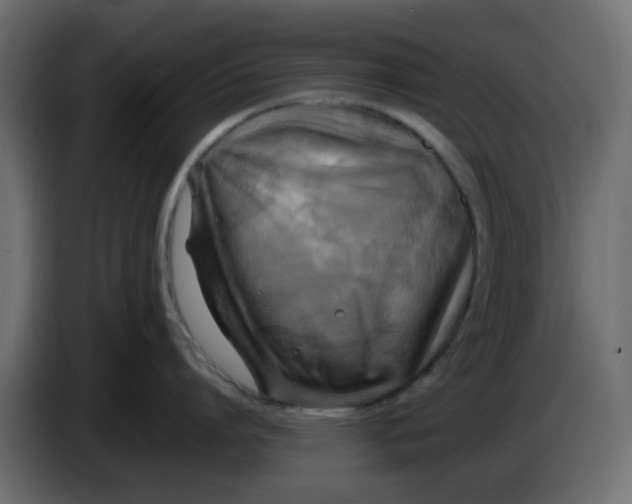 X0000083560864200703021717