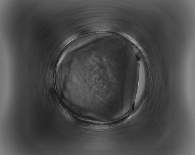 X0000083560889200703021715