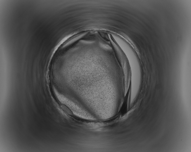 X0000083560893200703021715