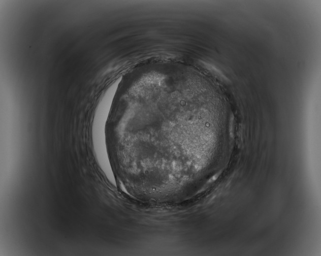 X0000083560917200703021714