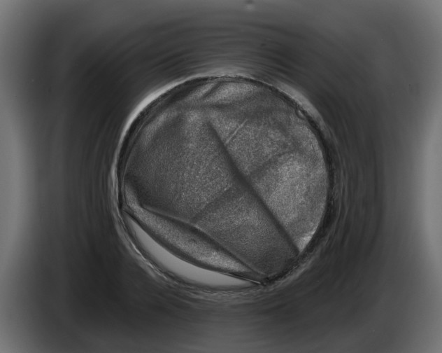 X0000083560936200703021714