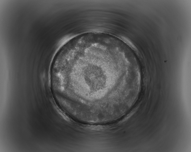 X0000083560940200703021714