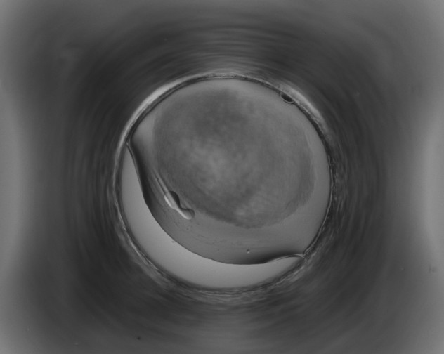 X0000083560948200703021715