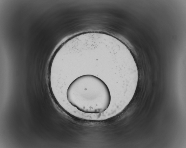 X0000083560950200703021715