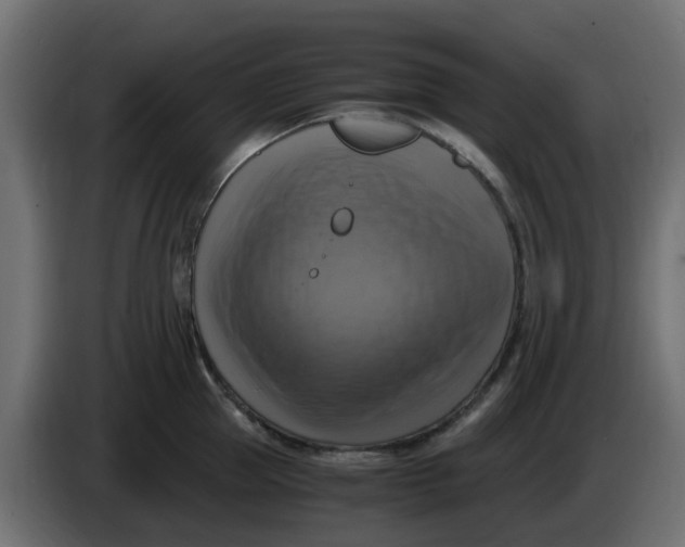 X0000083560953200703021715