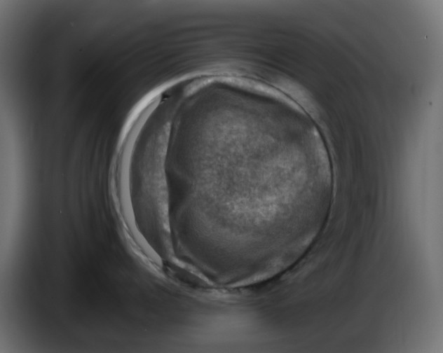 X0000083560960200703021715