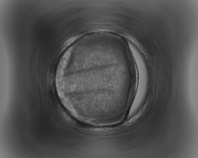 X0000083560985200703021714