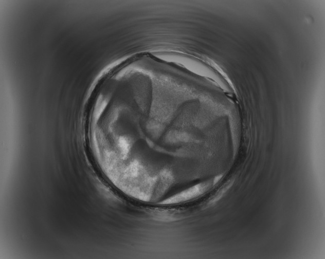 X0000083560987200703021714