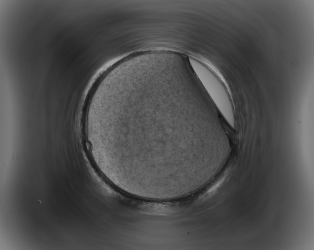 X0000083560995200703021713