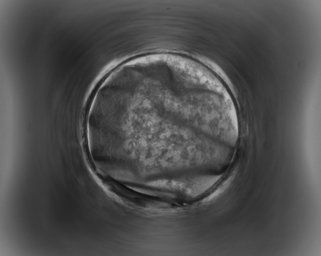 X0000083560997200703021713