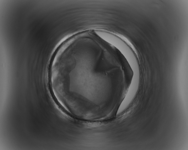 X0000083560999200703021713