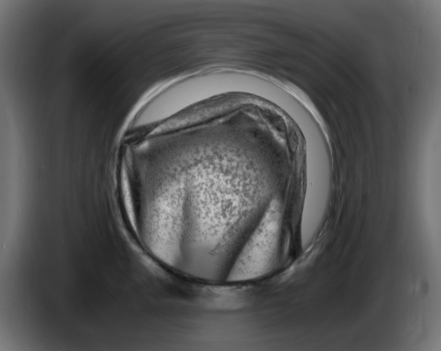 X0000083561005200703021713