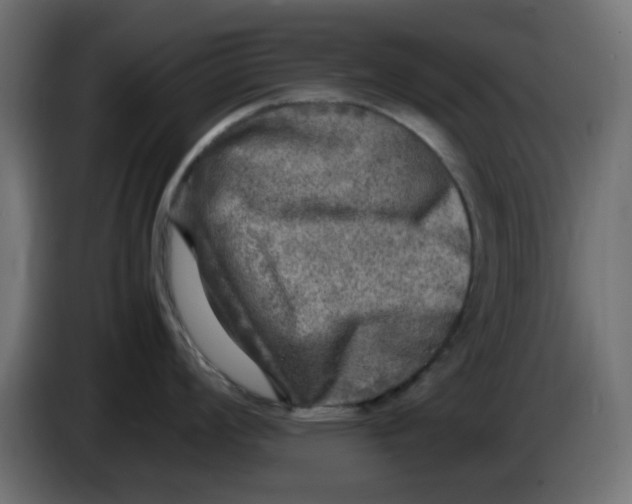 X0000083561008200703021713