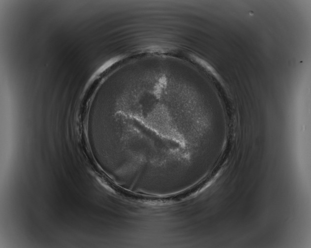 X0000083561018200703021712