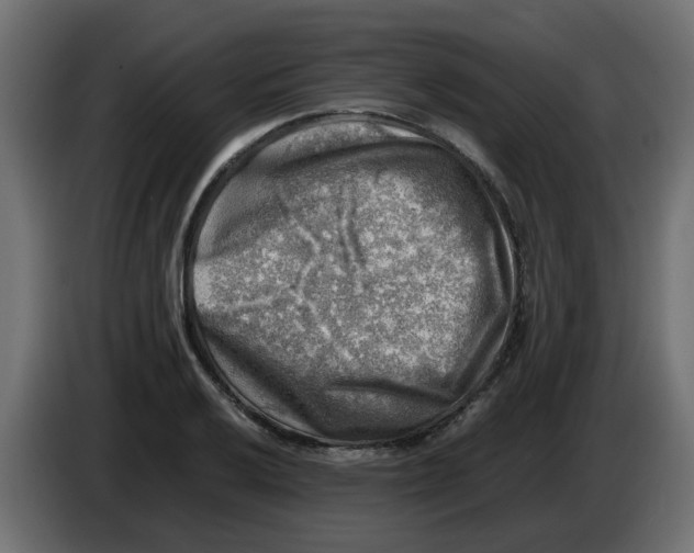 X0000083561032200703021713