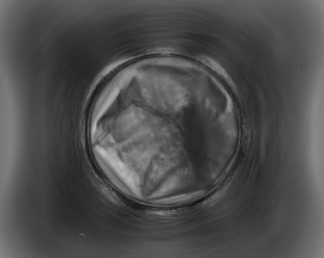 X0000083561035200703021713