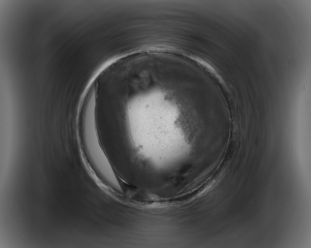 X0000083561038200703021713